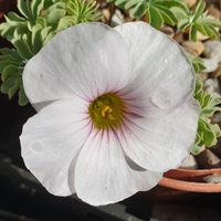 Oxalis 'Ute'